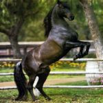 Photo de profil de misshorse74