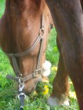 Photo de profil de mllexiris-x33
