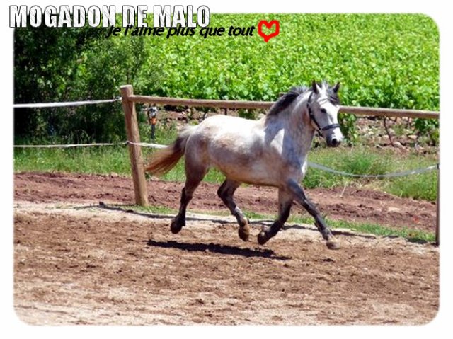 Photo de profil de mogadon-de-malo