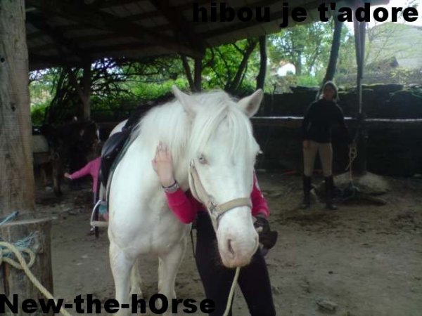Photo de profil de new-the-horse