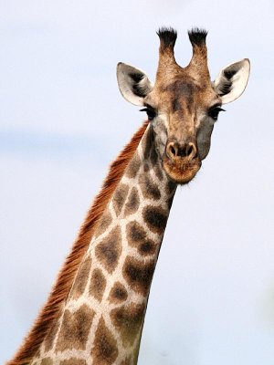 Photo de profil de peplo