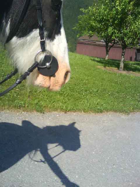 Photo de profil de ribou-pomme