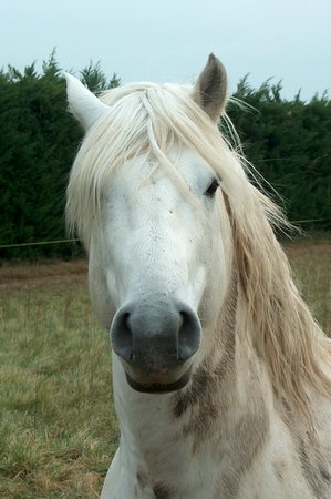 Photo de profil de shavano