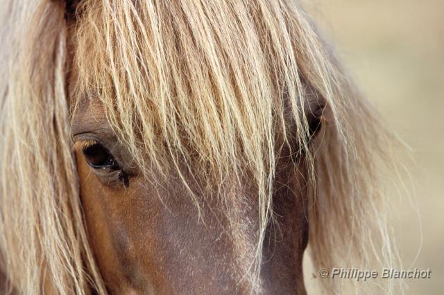 Photo de profil de shetlandsamour
