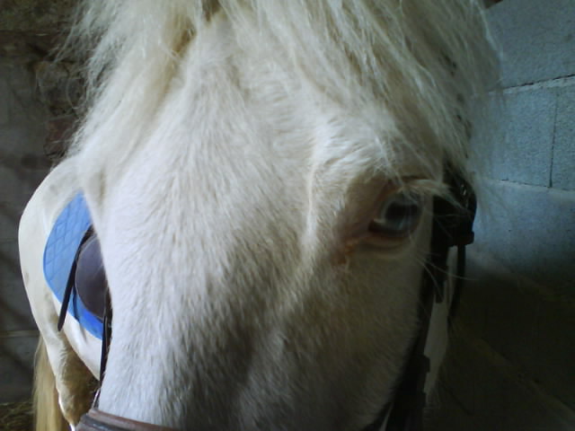 Photo de profil de xhappyhorse