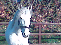 Photo de profil de bibilobosse