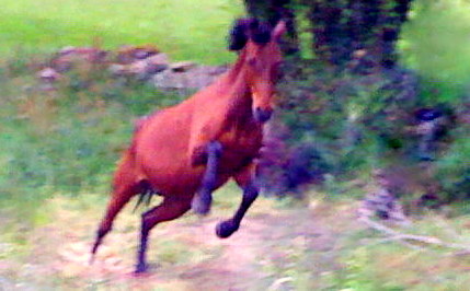 Photo de profil de cavaliersdarmor