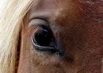 Photo de profil de choup-s
