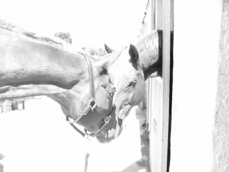 Photo de profil de corsica_d_avril