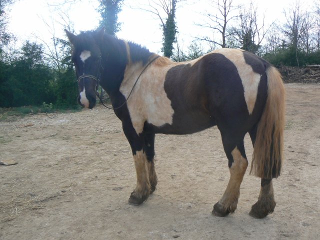Photo de profil de horse21