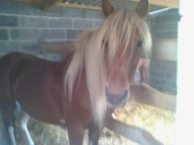 Photo de profil de horses-chevaux