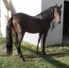 Photo de profil de izzat