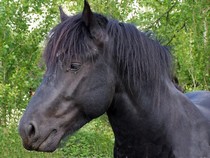Photo de profil de kemago