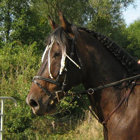 Photo de profil de lacyrielle54