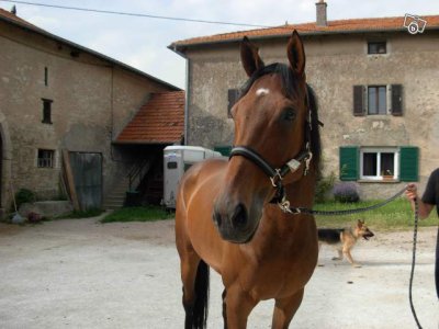 Photo de profil de lion-du-sablon