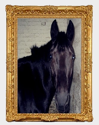 Photo de profil de little-grass