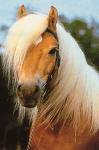 Photo de profil de louloutte62140