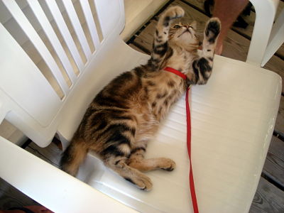 Photo de profil de lullaby_
