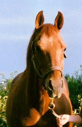 Photo de profil de lunadi