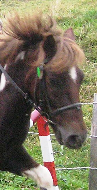 Photo de profil de mamircka