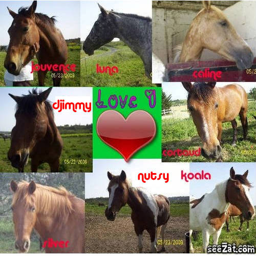 Photo de profil de miishorse034