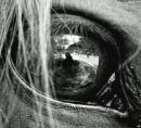 Photo de profil de mlle-equitation