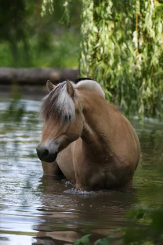 Photo de profil de passion-horses