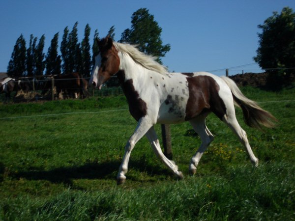 Photo de profil de piixii