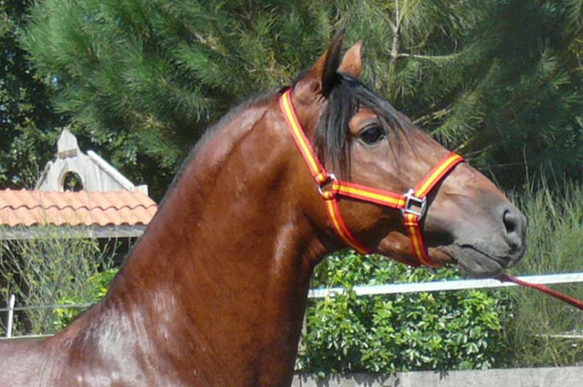 Photo de profil de purraceespagnol