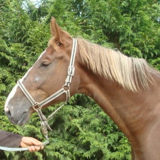 Photo de profil de qcoeur