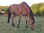 Photo de profil de salsero