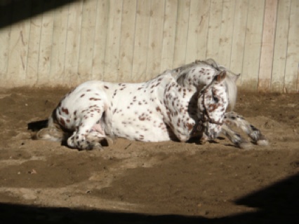 Photo de profil de snoopy28