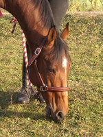 Photo de profil de soso-lilas