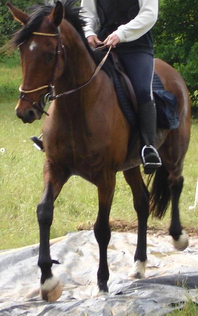 Photo de profil de viahorse