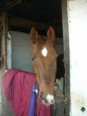 Photo de profil de x-melle-poney-x