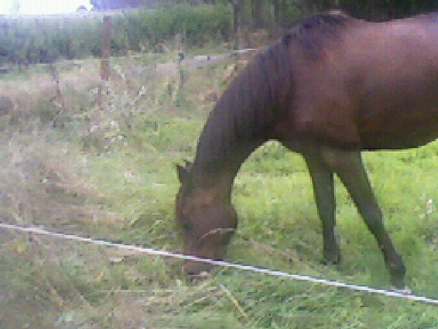 Photo de profil de adeelaiide