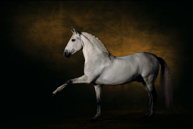 Photo de profil de cheval59150