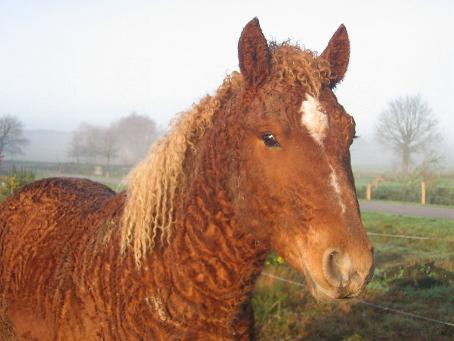 Photo de profil de ecuriesdequily