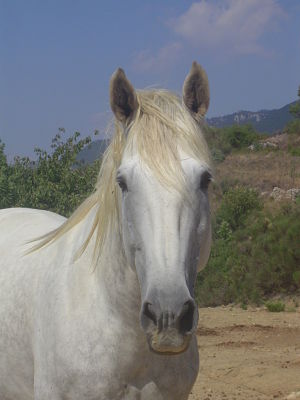 Photo de profil de elena