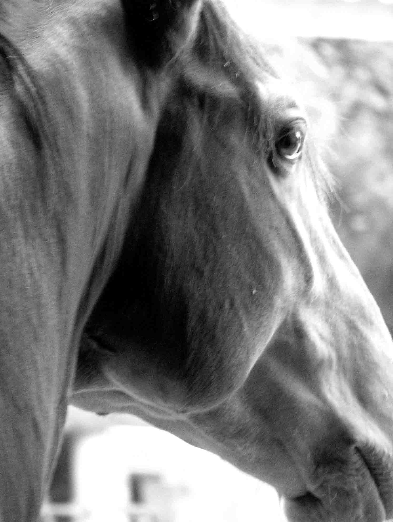 Photo de profil de halcyon