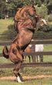 Photo de profil de horsestar123-78