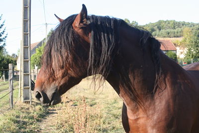 Photo de profil de idole89