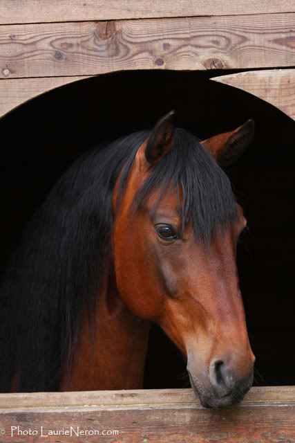 Photo de profil de leschevaux