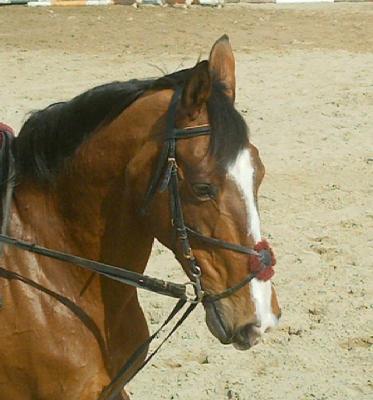 Photo de profil de luna_stella