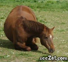 Photo de profil de mc-17230