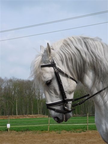 Photo de profil de nikiniaque