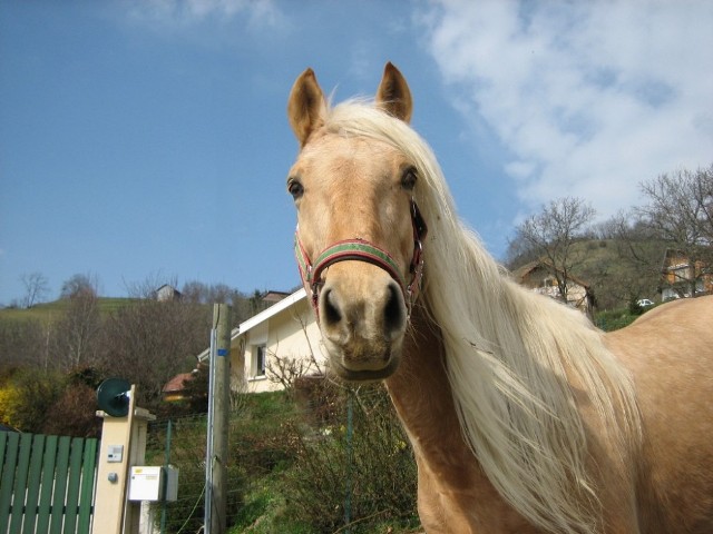 Photo de profil de oriondeselfes