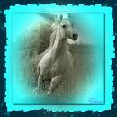 Photo de profil de pycalys