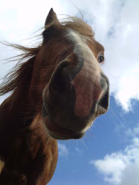 Photo de profil de rapido27