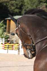 Photo de profil de brunela